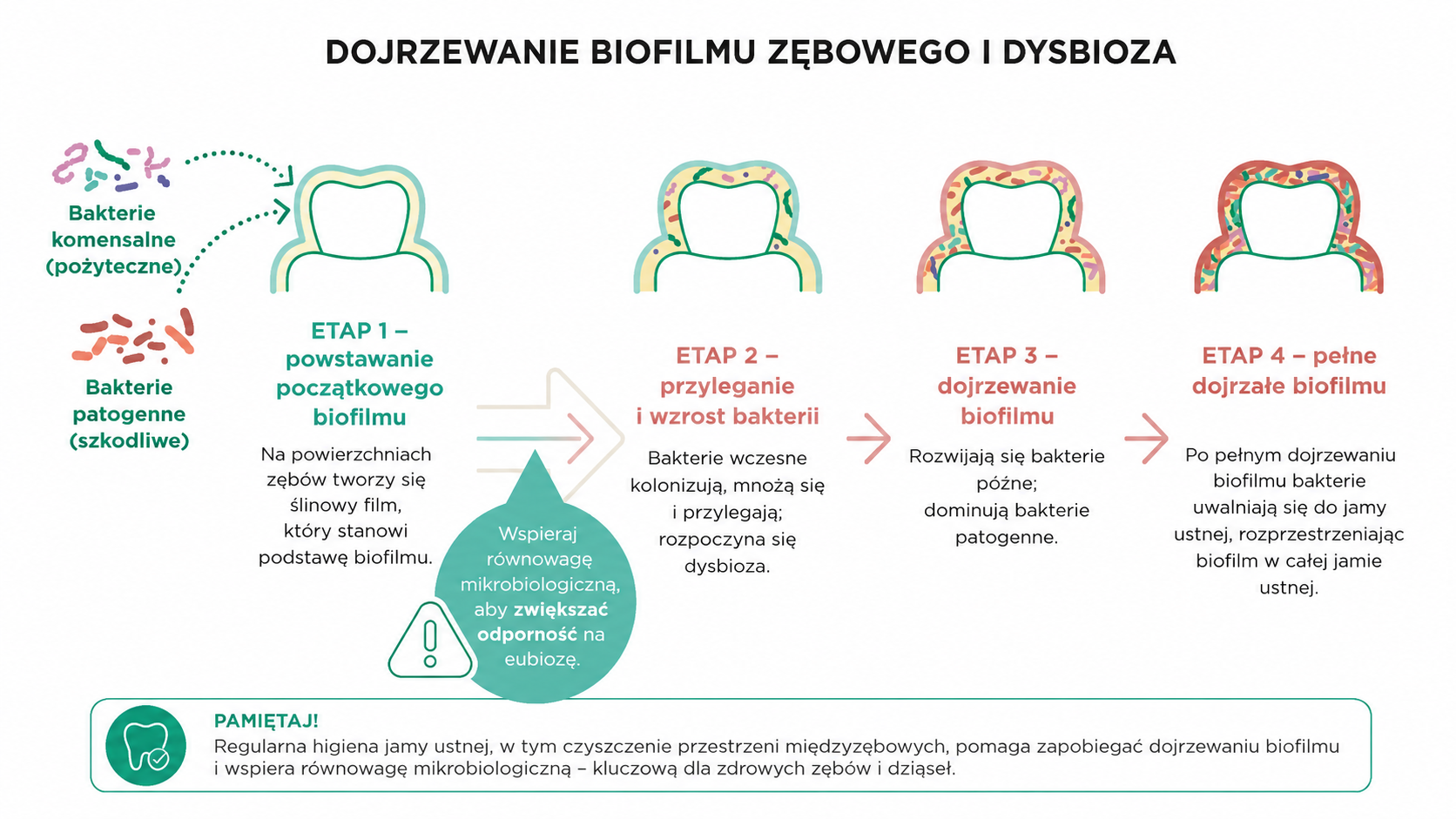 Ilustracja czterech etapów dojrzewania biofilmu zębowego, od początkowego tworzenia pellicli ślinowych do pełnego rozwoju płytki dysbiotycznej