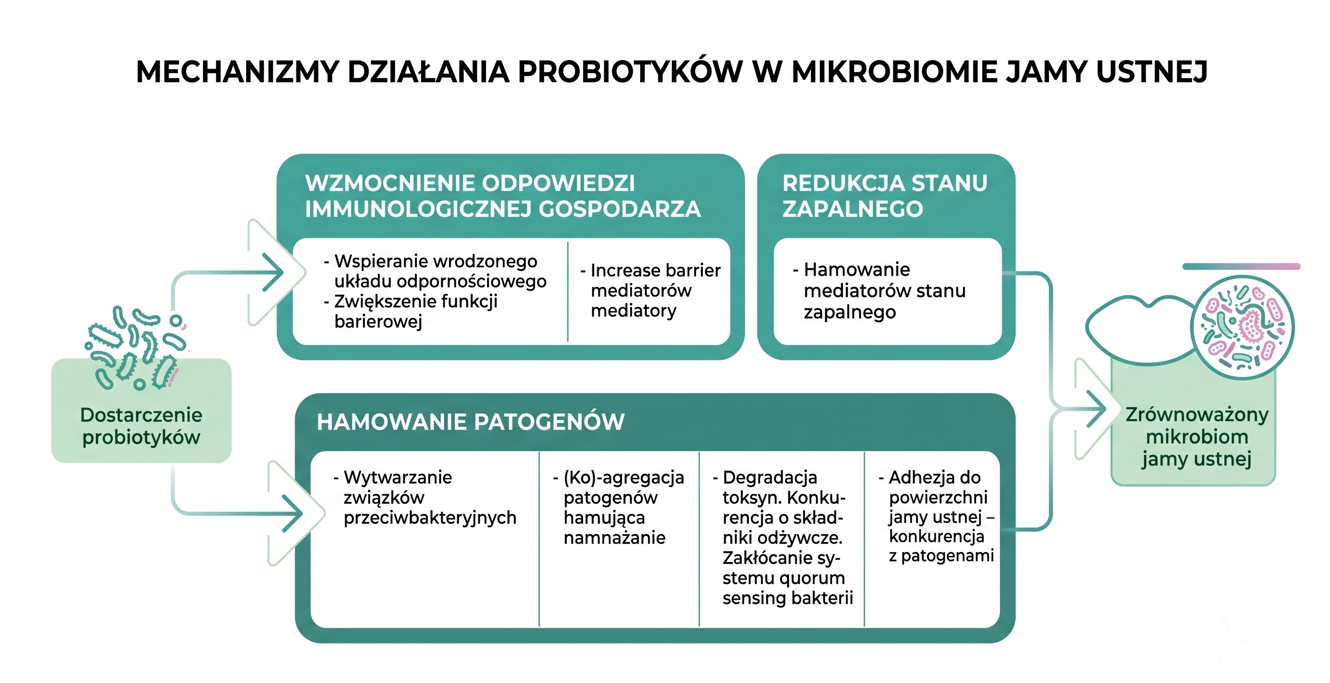 Schemat przedstawiający mechanizmy, dzięki którym probiotyki przyjmowane doustnie wspomagają utrzymanie równowagi mikrobiomu 