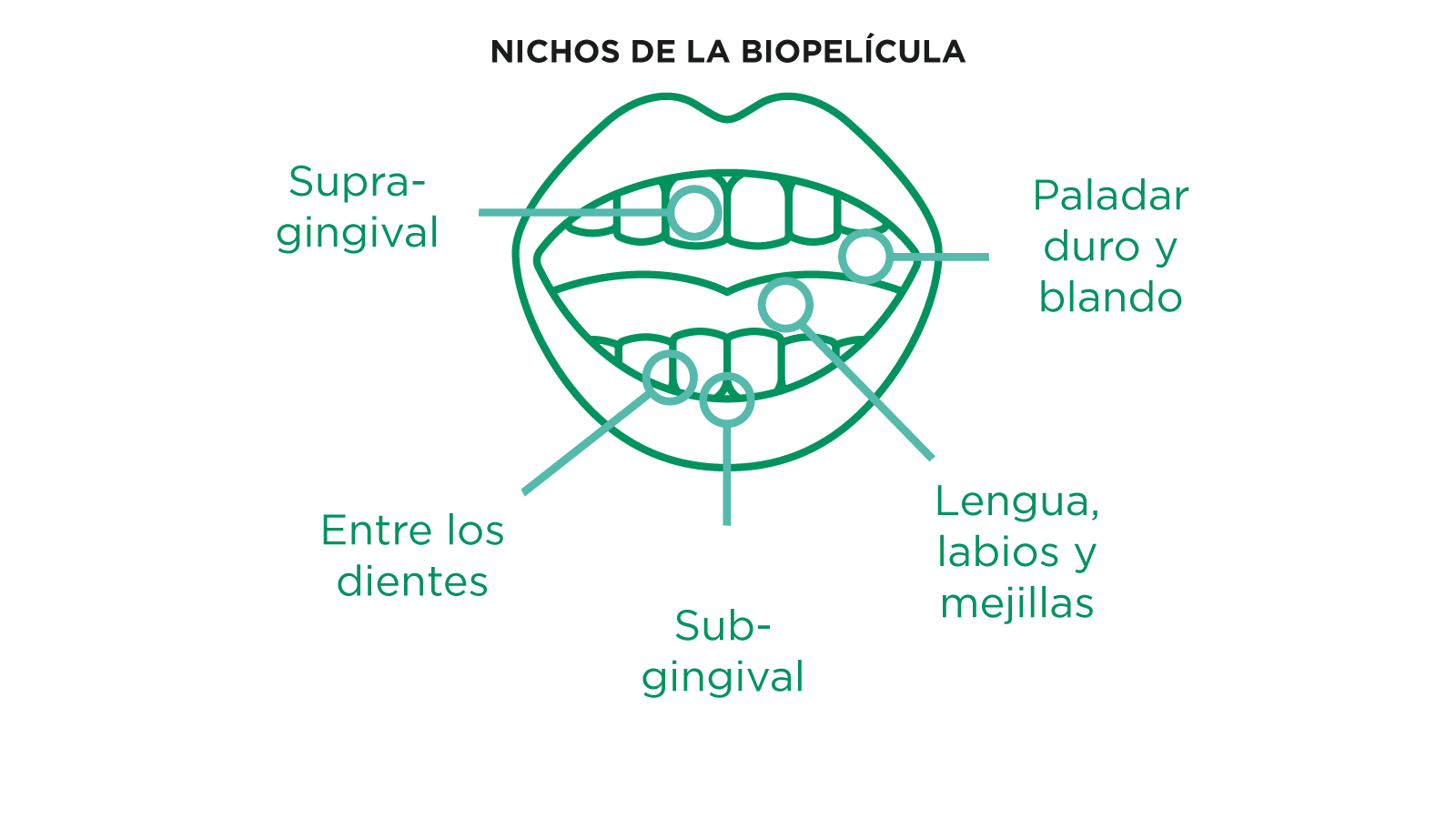 Diagrama anatómico de la boca que muestra los seis nichos clave de biofilm oral: supragingival, subgingival, entre los dientes, paladar duro y blando, y lengua, labios y mejillas.
