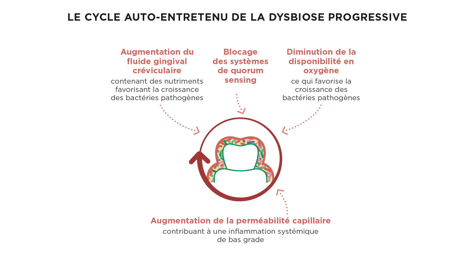 Schéma illustrant le cycle auto-entretenu de l'aggravation de la dysbiose buccale  