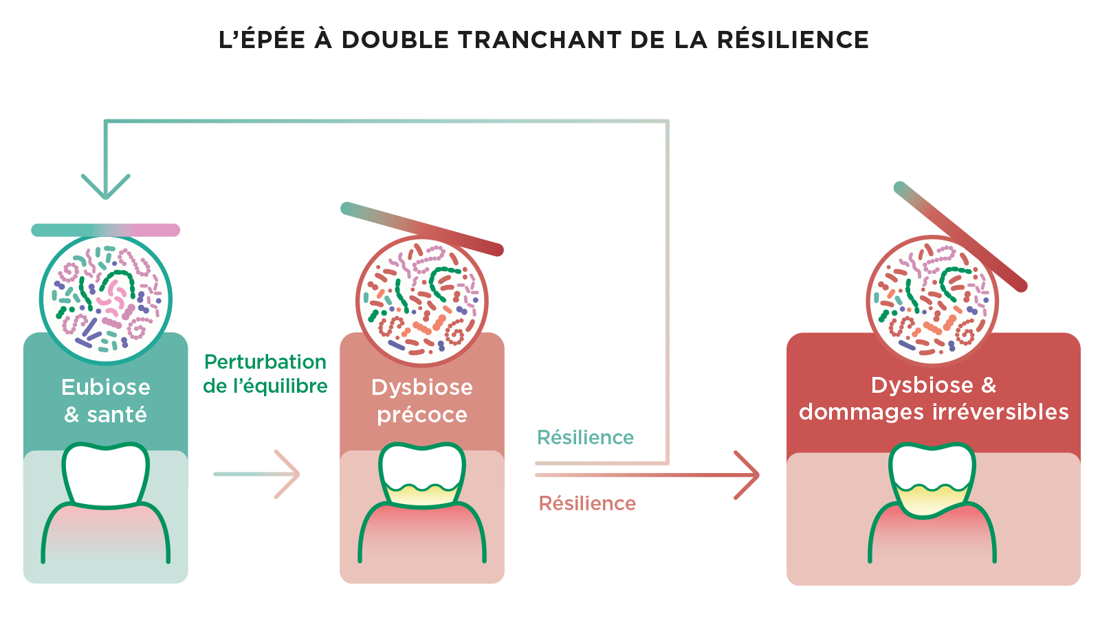 L’épée à double tranchant de la résilience du microbiome illustrant la progression de l’eubiose et de la santé jusqu’à la dysbiose buccale