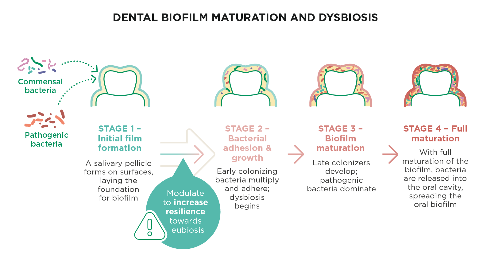 Illustration of the four stages of dental biofilm maturation, from initial salivary pellicle formation to full dysbiotic plaque development