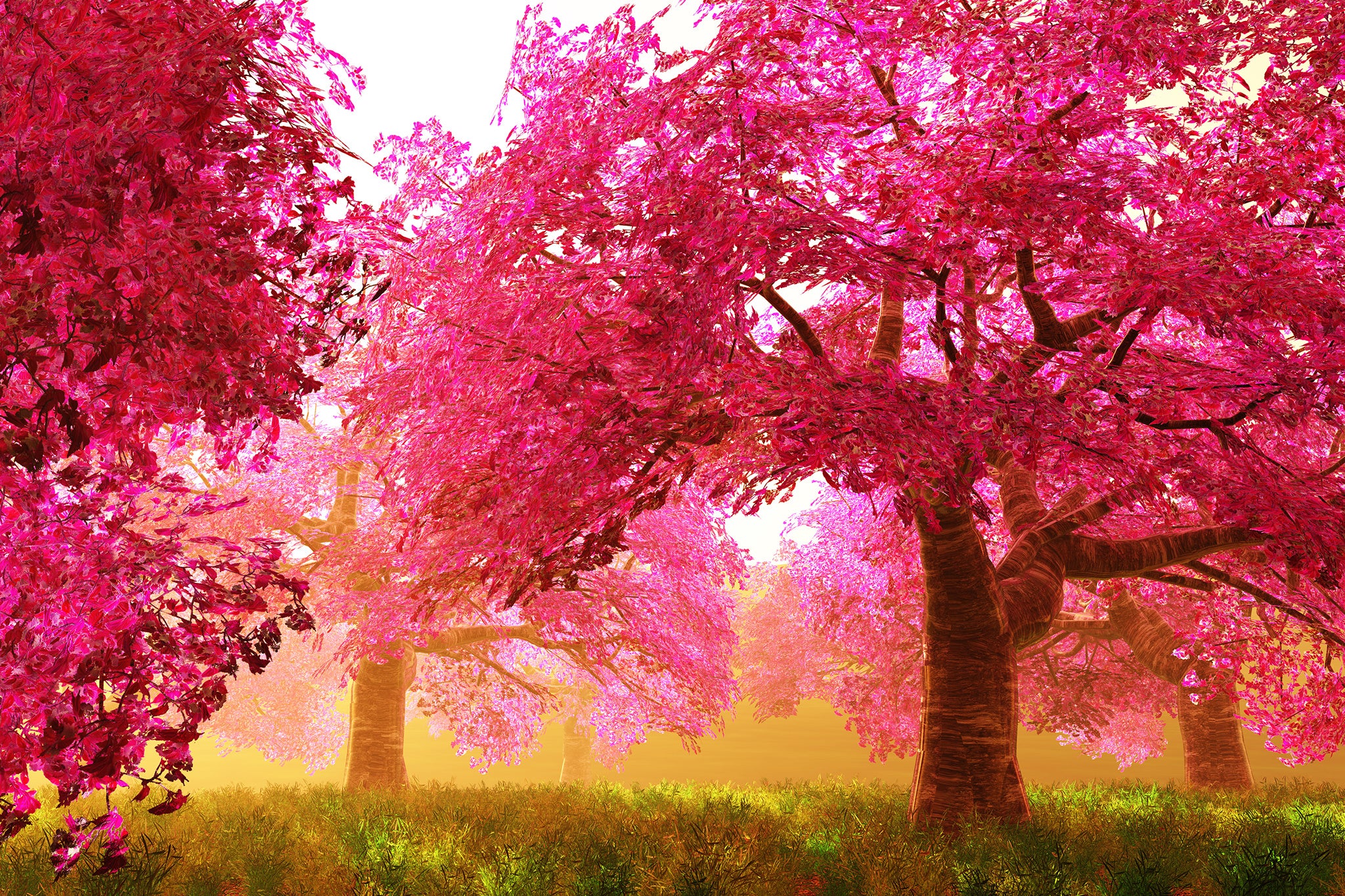 Sunstar Japan - Cherry Blossom Trees
