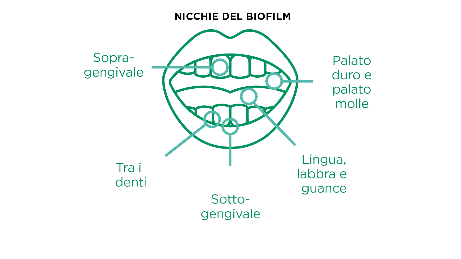 Nicchie del biofilm - Sopragengivale, tra i denti, sottogengivale, lingua labbra e guance, palato duro e palato molle