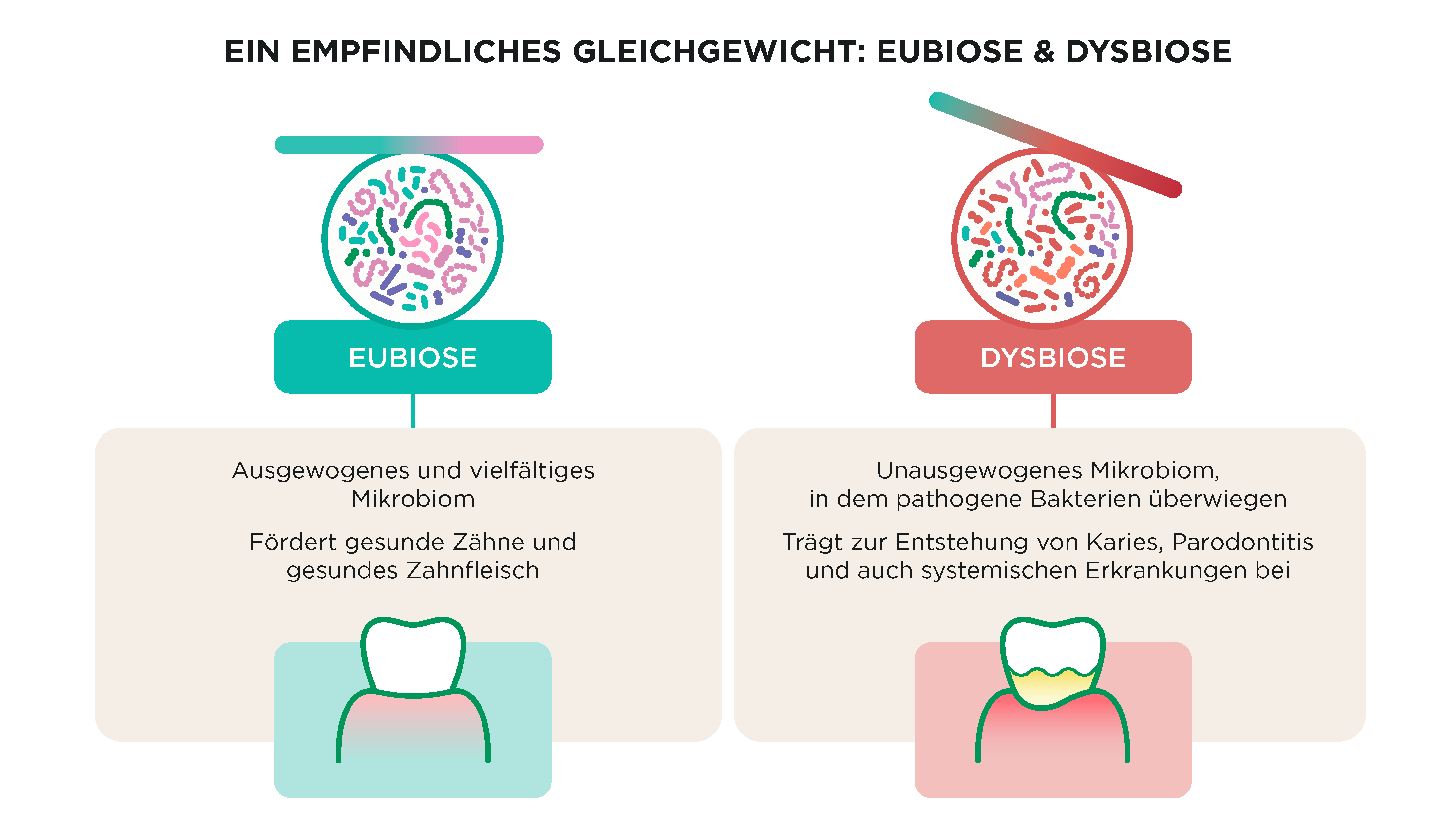 Diagramm, das den Unterschied zwischen Eubiose und Dysbiose im oralen Mikrobiom zeigt, mit einer ausgeglichenen mikrobiellen Gemeinschaft auf der einen Seite und pathogenen Bakterien, die auf der anderen dominieren.