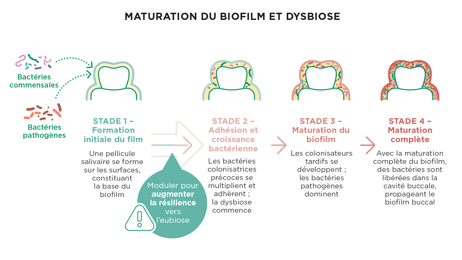 Illustration des quatre étapes de la maturation du biofilm dentaire, de la formation initiale de la pellicule salivaire au développement complet de la plaque dysbiotique