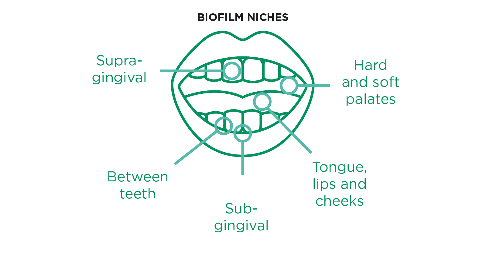 Anatomical diagram of the mouth showing the six key oral biofilm niches: supragingival, subgingival, between teeth, hard and soft palates, and tongue, lips and cheeks.