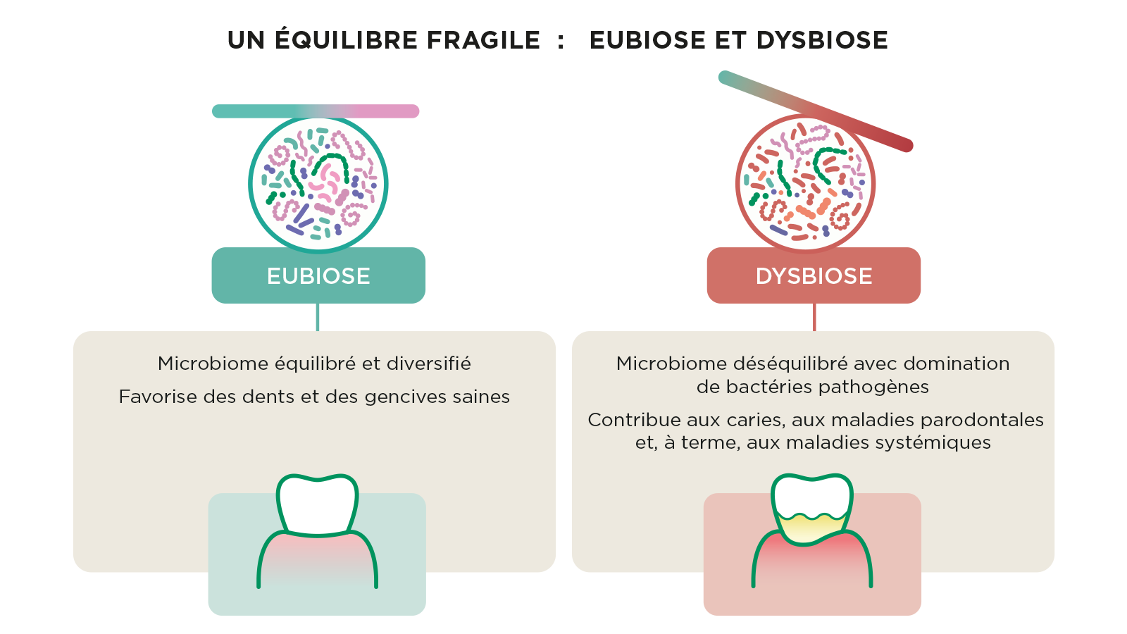Schéma montrant la différence entre eubiose et dysbiose dans le microbiome oral, avec une communauté microbienne équilibrée d’un côté et des bactéries pathogènes dominant de l’autre