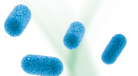 Probiotique Lactobacillus reuteri Prodentis et santé gingivale