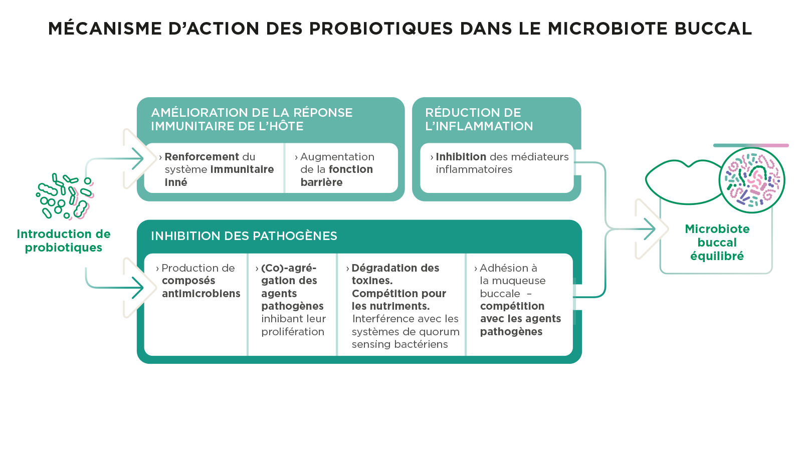 Schéma illustrant les mécanismes par lesquels les probiotiques oraux favorisent l'équilibre du microbiome 