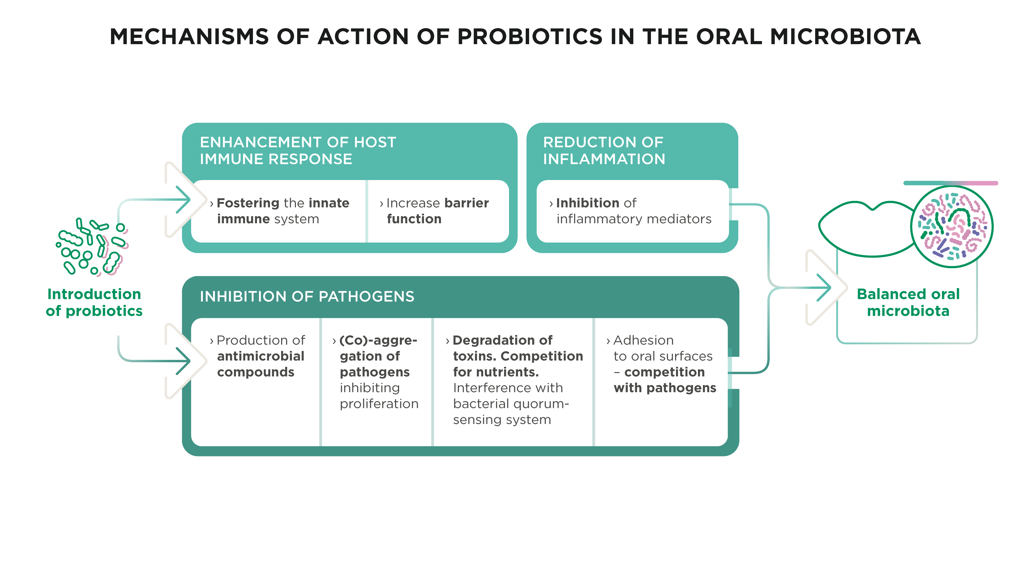 Diagram showing the mechanisms by which oral probiotics support a balanced microbiome 