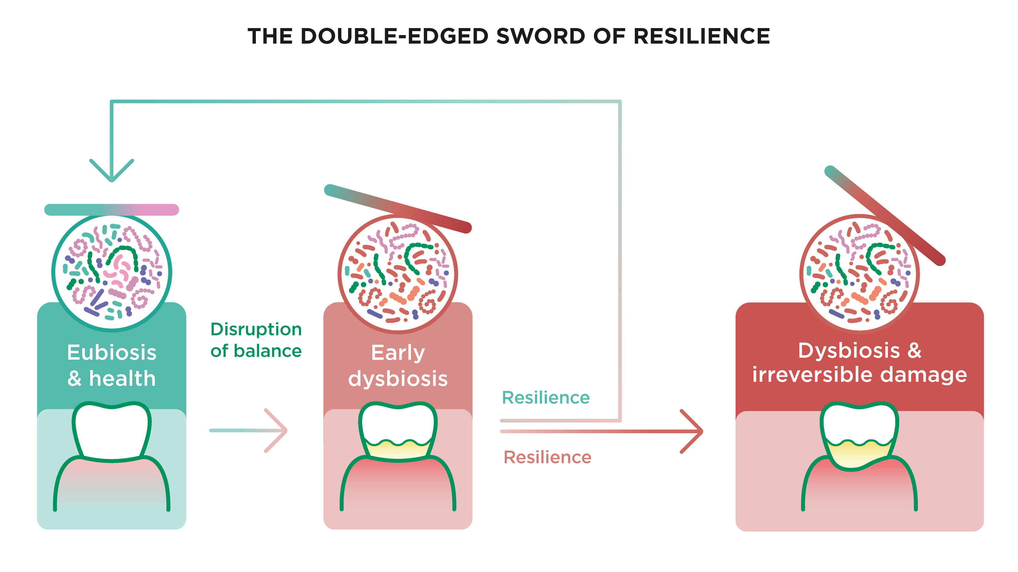 The Double-Edged Sword of Resilience Diagram illustrating the progression from eubiosis and health through early dysbiosis to irreversible dysbiotic damage 
