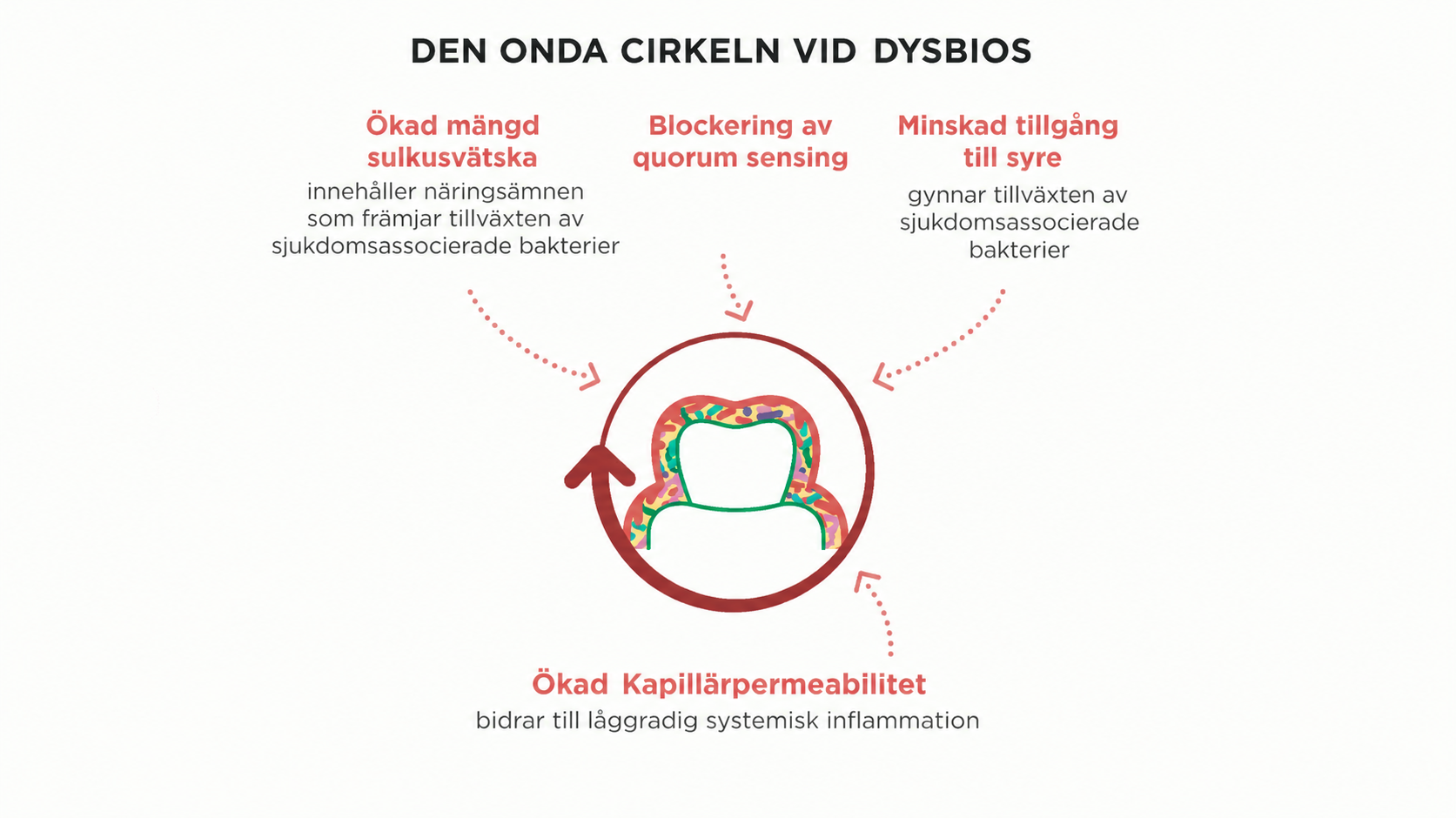 Diagram som illustrerar den självförstärkande cykeln av eskalerande oral dysbios  