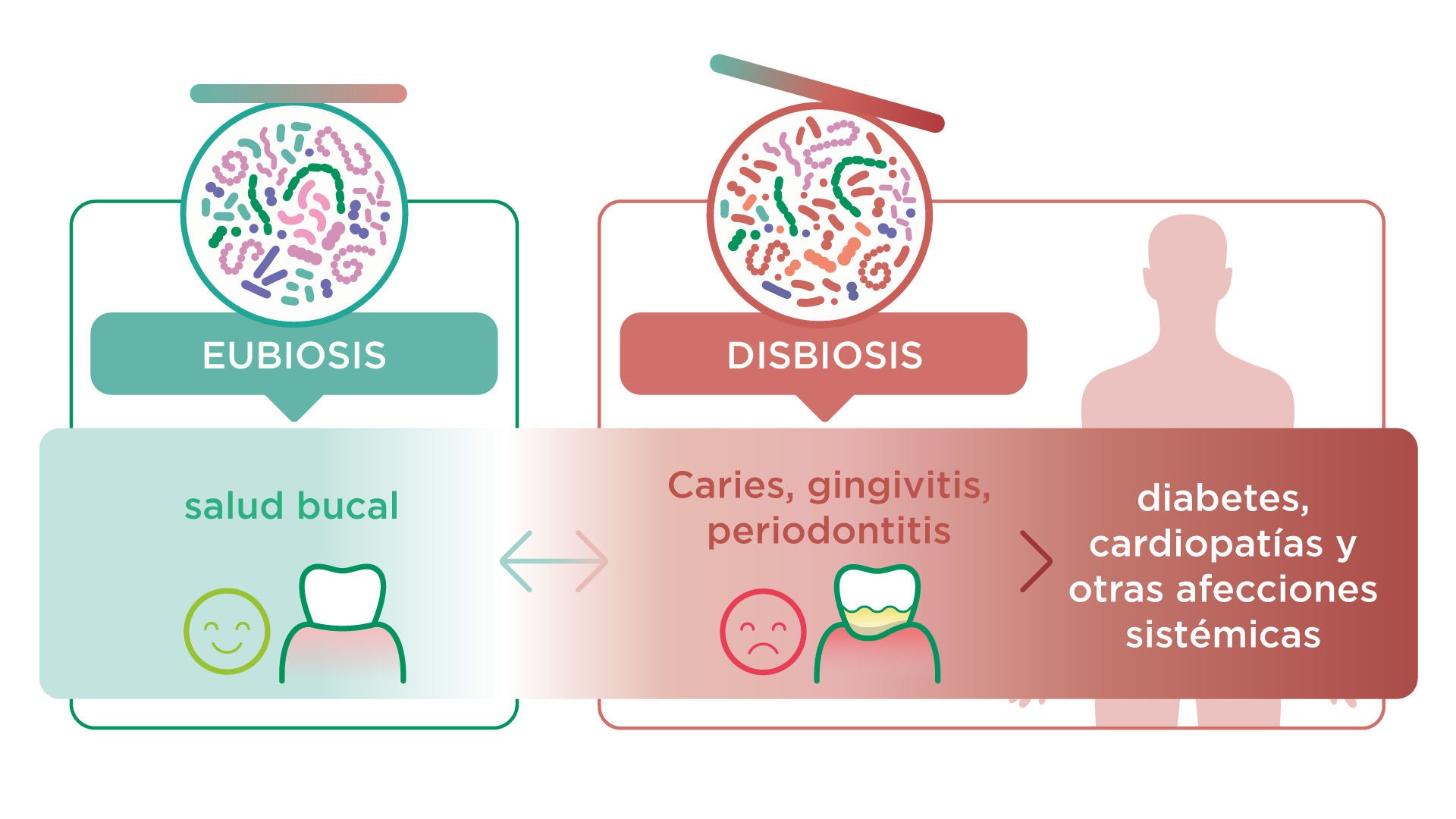 Por qué importa el microbioma oral